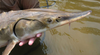 Threatened Gulf sturgeon in the Pascagoula. | USFWS Endangered Species