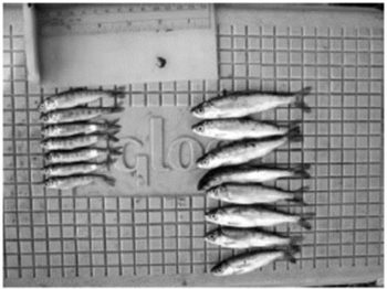 Floodplain vs River raised fish. 