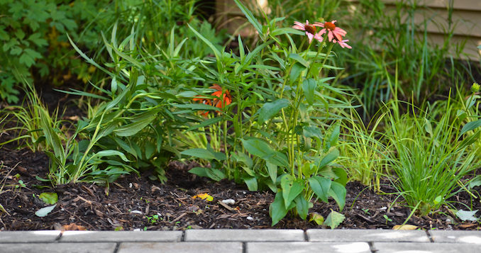 Back yard rain garden and permeable pavers. | Center for Neighborhood Technology