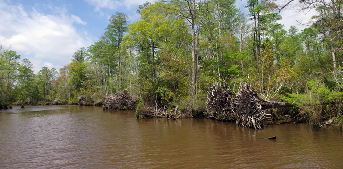 Whiskey Bayou, Pascagoula River. | Nancy Blue