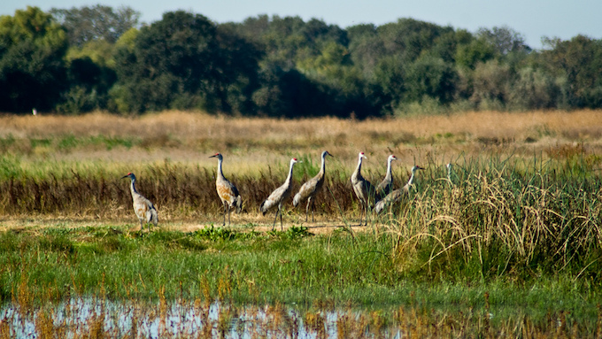 Sandhill cranes at Stone Lakes NWR. The Stone Lakes National Wildlife Refuge is south of Sacramento in the northern reaches of the Sacramento-San Joaquin River Delta. | Pacific Southwest Region USFWS