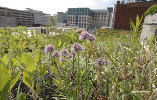 Green roof at American Society of Landscape Architects. | ASLA