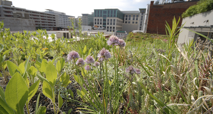 Green roof at American Society of Landscape Architects. | ASLA