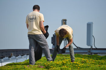 Maintenance of a 6,400 square foot Green Roof on a Chicago skyscraper. | Center for Neighborhood Technology, Creative Commons