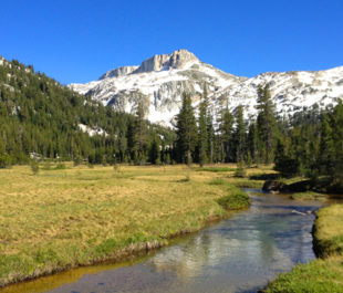 Healthy meadows act as natural reservoirs, California. | Jacob Dyste