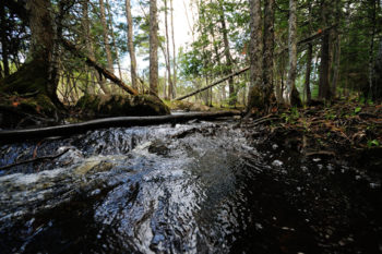 Boundary Waters, MN | Joe Brandmeier