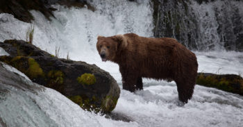 A bear waits to catch migrating salmon a tributary of Bristol Bay. | Photo: Bob Waldrop 