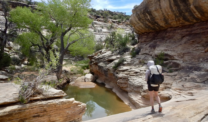 A streams riparian area in Bears Ears National Monument. | Mike Fiebig