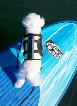 TJ takes the nose as he enjoys paddle boarding with his owner wearing his canine flotation device. TJ is a veteran SUP Pup and enjoys the lakes and rivers of SC. | Jennifer Graham