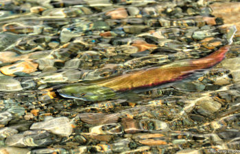 Cle Elum River Sockeye Salmon | Photo: Tom Ring