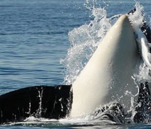 Orca preying on Chinook | Photo: The Center for Whale Research