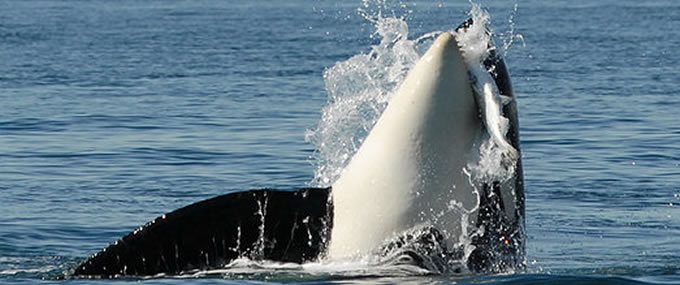 Orca preying on Chinook | Photo: The Center for Whale Research