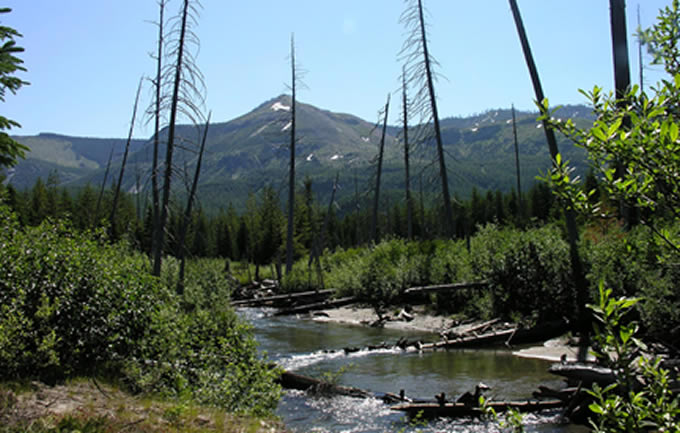 Green River in the Mount St. Helens blast zone. | Photo: Susan Saul