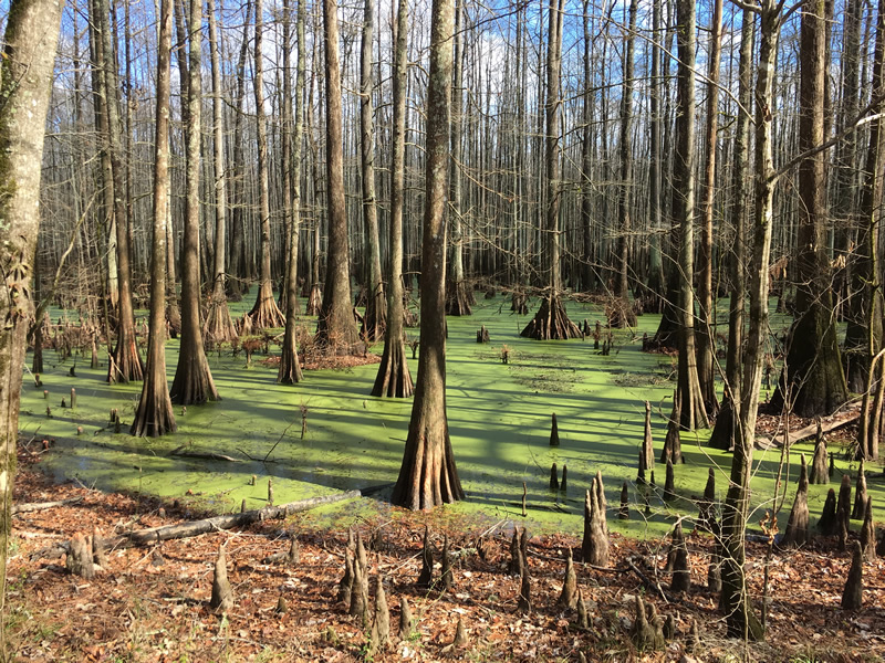 The bald cypress (Taxodium distichum), known for its iconic buttresses and knees, inhabits thousands of acres of wetlands, swamps and oxbows throughout the lower Black Warrior floodplain. | Photo by Nelson Brooke