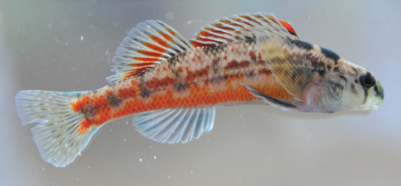 The vermilion darter (Etheostoma chermocki), a federally endangered species, lives in Turkey Creek in Jefferson County, Alabama, and nowhere else in the world. | Photo by Nelson Brooke