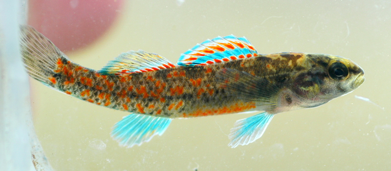 The watercress darter (Etheostoma nuchale), another federally endangered species, lives in five springs in Jefferson County, Alabama, and nowhere else in the world. | Photo by Nelson Brooke