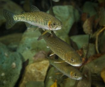 Westslope Cutthrout Trout in the Flathead. | Trout Unlimited