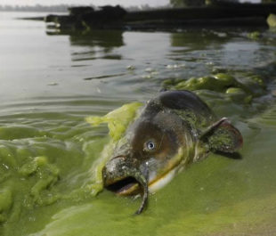 A catfish surrounded by algae in North Toledo, Ohio on September 20th, 2017. | Photo: Andy Morrison/The Blade via AP