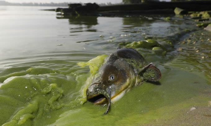 A catfish surrounded by algae in North Toledo, Ohio on September 20th, 2017. | Photo: Andy Morrison/The Blade via AP