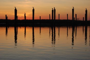 Cormorants at the mouth of the Mispillion in Delaware. | Eric Straw