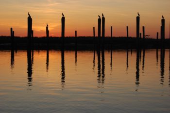 Cormorants at the mouth of the Mispillion in Delaware. | Eric Straw