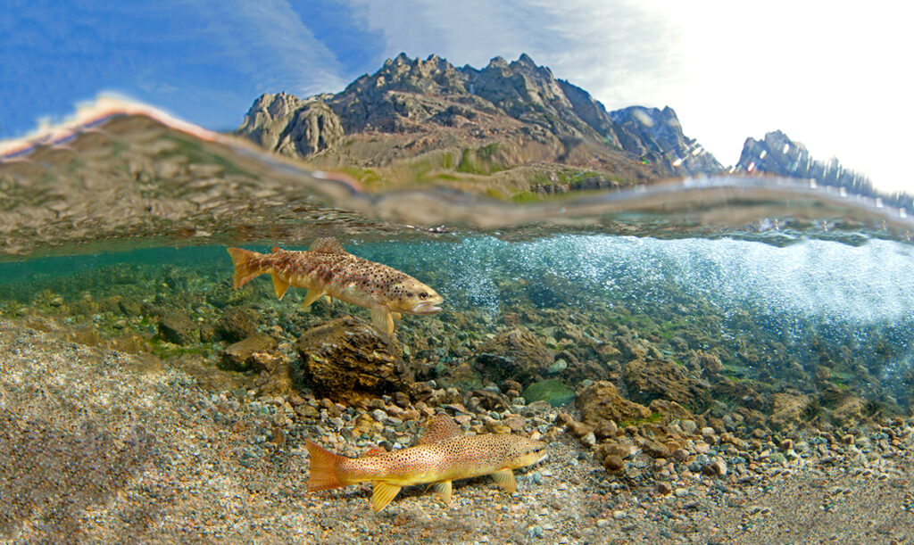 East Rosebud Creek Trout | Photo by Pat Clayton