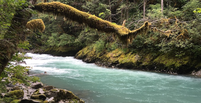 North Fork Nooksack River | Wendy McDermott