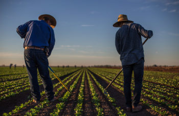 Nearly 90 percent of the nation’s winter leafy greens are grown in the Lower Basin. | Amy Martin