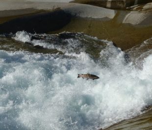Coho salmon jumping at the base of Sunset Falls on the Skykomish River. | Photo: Lora Cox