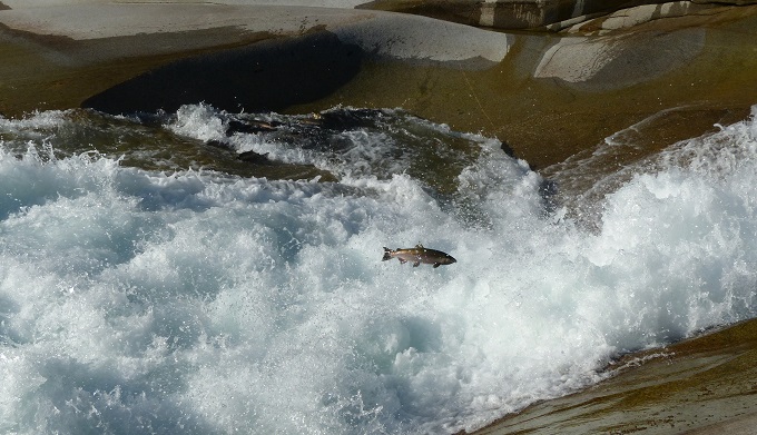 Coho salmon jumping at the base of Sunset Falls on the Skykomish River. | Photo: Lora Cox