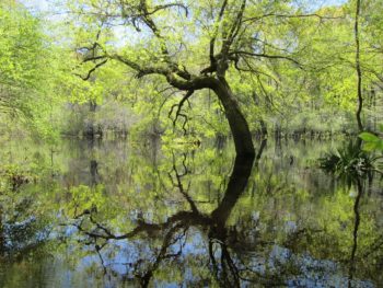 Four Hole Swamp, SC | Gerrit Jobsis