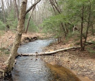 A natural section of Hamant Brook, MA | Amy Singler