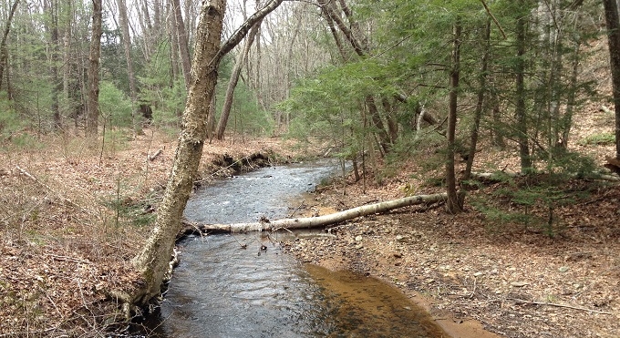 A natural section of Hamant Brook, MA | Amy Singler