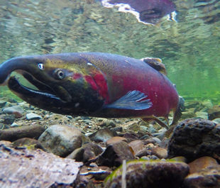 Coho Spawning on the Salmon River, OR. | Bureau of Land Management Oregon and Washington
