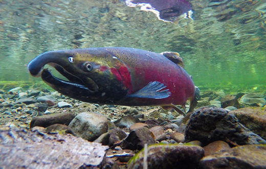Coho Spawning on the Salmon River, OR. | Bureau of Land Management Oregon and Washington