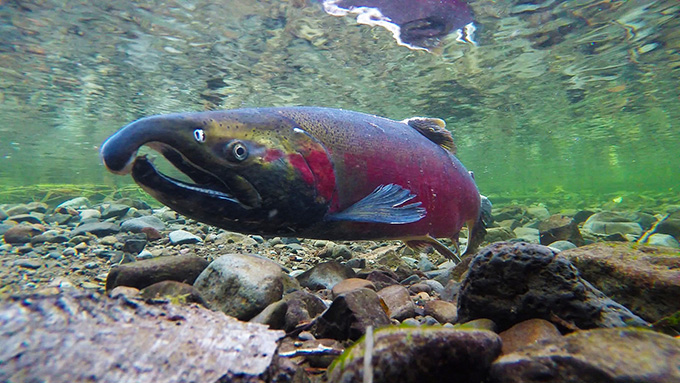 Coho Spawning on the Salmon River, OR. | Bureau of Land Management Oregon and Washington