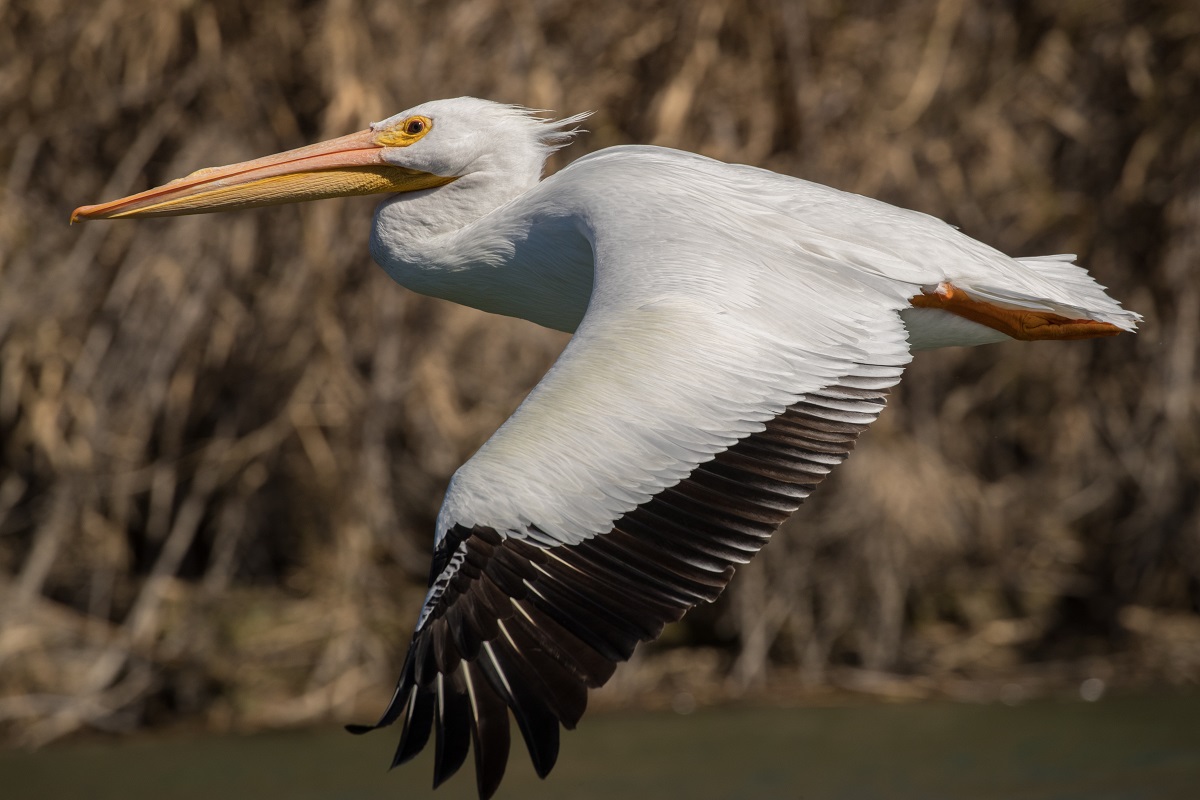 Lower Rio Grande Rio Bravo Tx American Rivers