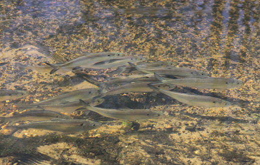 Blueback Herring swim in the Patapsco River, MD. | Smithsonian Environmental Research Center