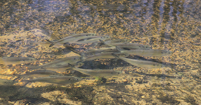 Blueback Herring swim in the Patapsco River, MD. | Smithsonian Environmental Research Center
