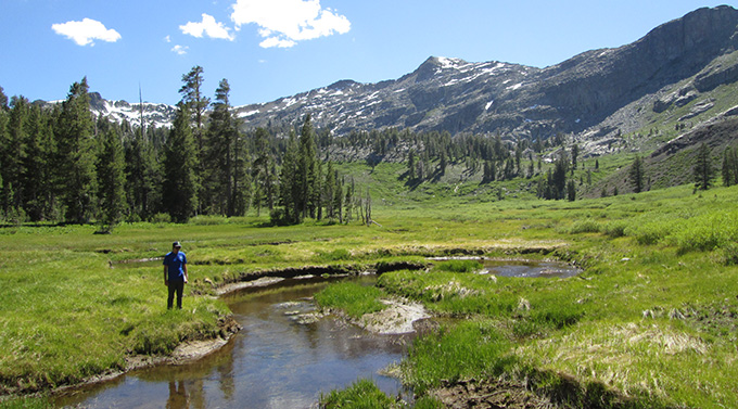 Forestdale Meadow in the Upper Carson watershed.