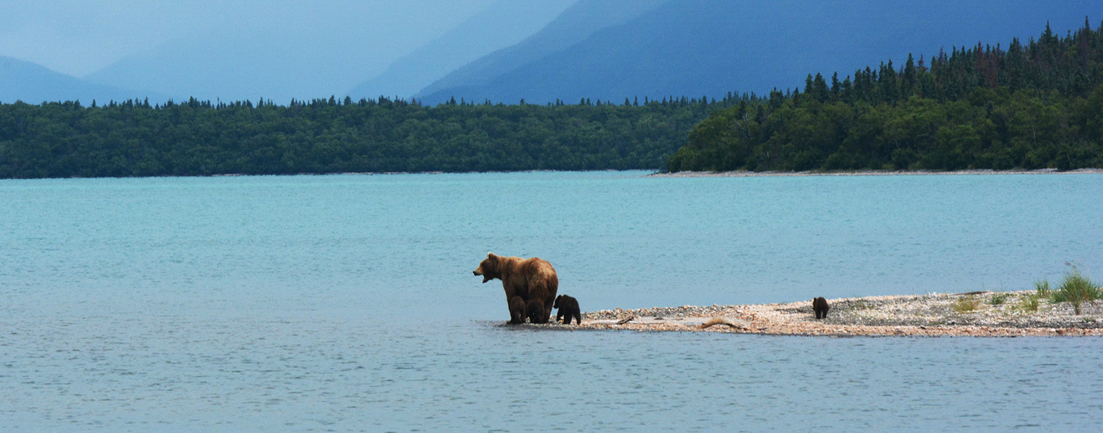 Grizzly bears on Naknek Lake in Katmai National Park. | Photo: Paxzon Woelber, Cinders to Sea Expedition