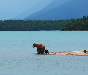Grizzly bears on Naknek Lake in Katmai National Park. | Photo: Paxzon Woelber, Cinders to Sea Expedition