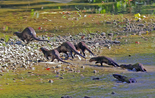 Otter stampede along the Middle Fork of the Vermilion River, IL. | Nature Photography by David Hale