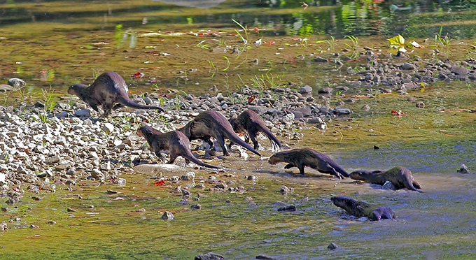Otter stampede along the Middle Fork of the Vermilion River, IL. | Nature Photography by David Hale