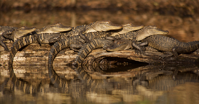 Alligator Stack | Stephen Kirkpatrick