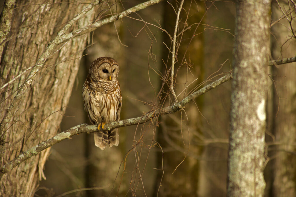 Barred Owl at Sunrise | Stephen Kirkpatrick