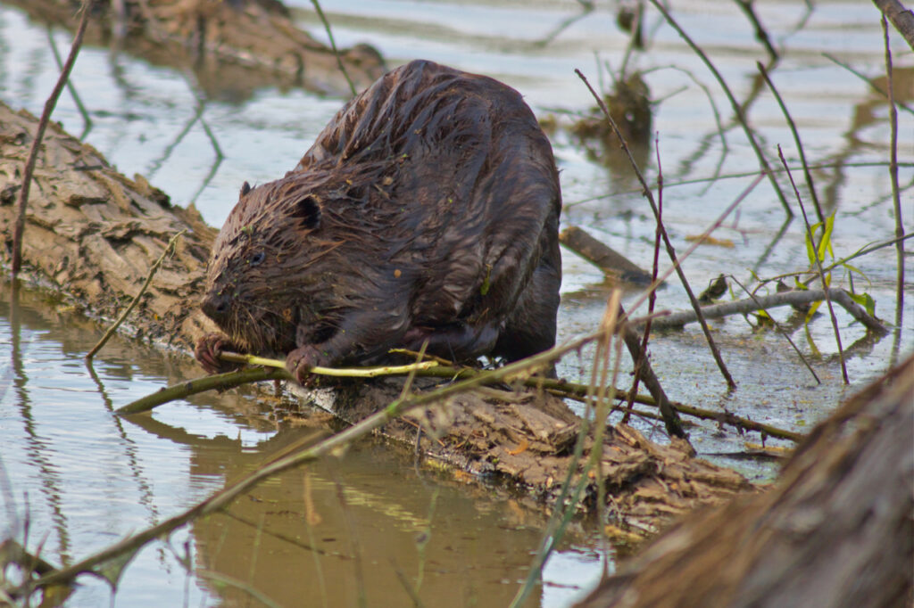 Beaver Eating Vegetation | Stephen Kirkpatrick