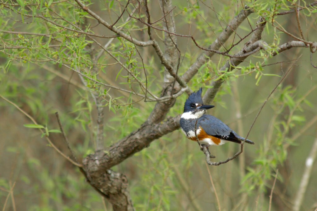 Belted Kingfisher in Willow | Stephen Kirkpatrick