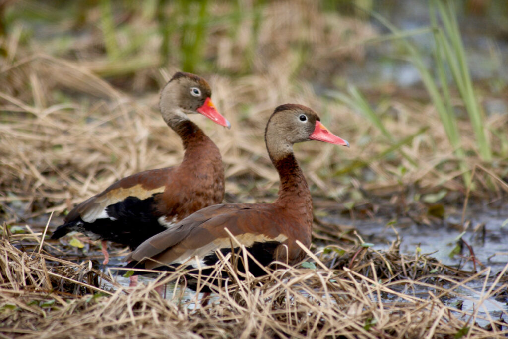 Black-bellied Whistling Ducks | Stephen Kirkpatrick