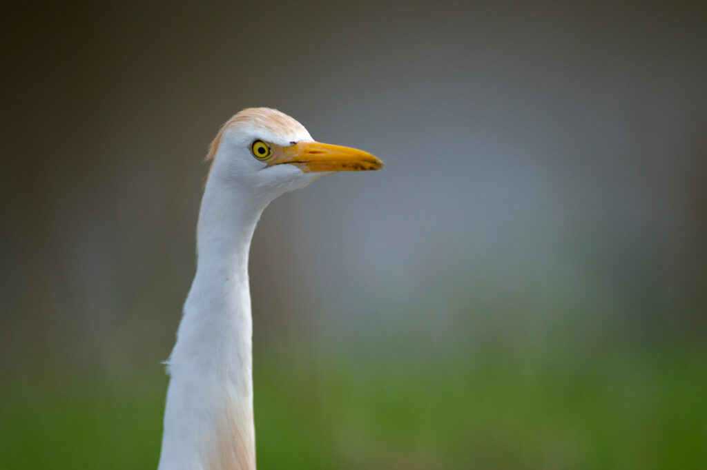 Cattle Egret | Stephen Kirkpatrick